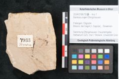 Foto (Objekt + Etikett) von Banksia ungeri Ettingshausen (NHMW-GEO-2024-0188-7933)
